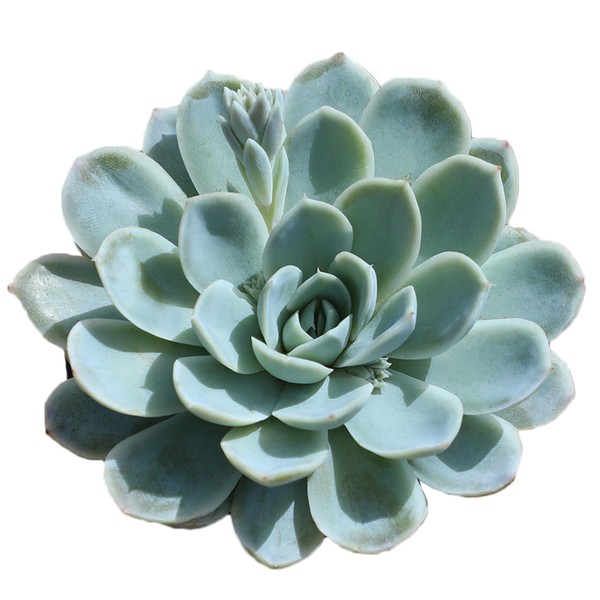 Altman Plants, Arctic Ice Echeveria Succulent Plants Live Succulents Plants