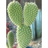 Cactus BUNNY EARS CACTUS OPUNTIA MICRODASYS 5 Pads For $11.00