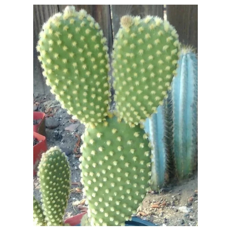 Cactus BUNNY EARS CACTUS OPUNTIA MICRODASYS 5 Pads For $11.00