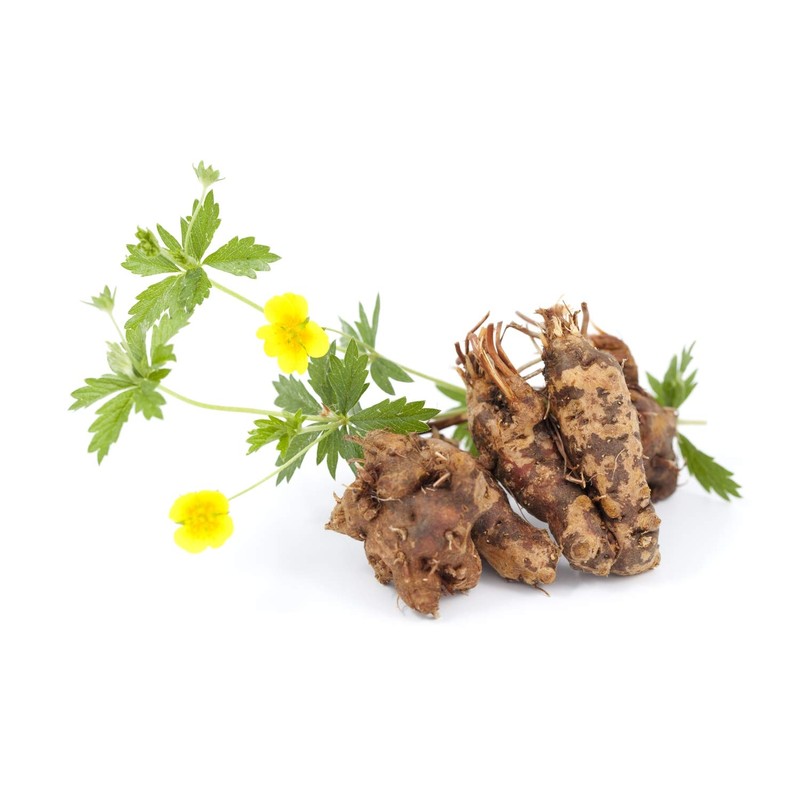 Tormentil Rhizome (Potentilla Erecta - Tormentillae Rhizoma) Health Embassy -