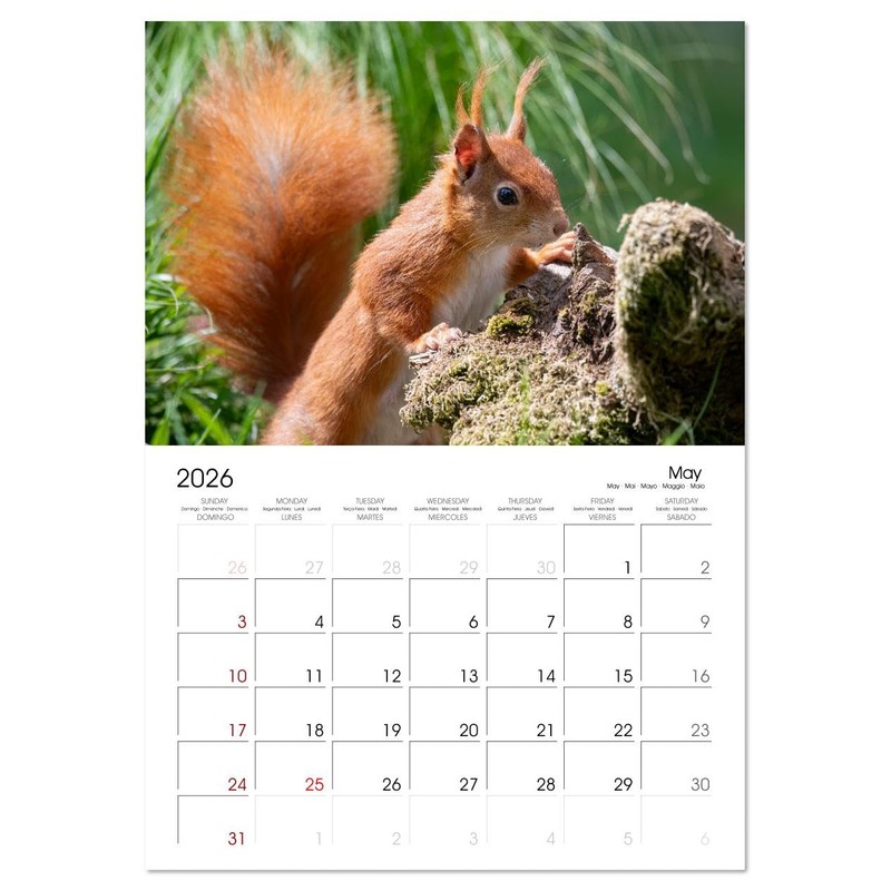 Squirrels - Tiny Explorers (Monthly Wall Calendar 2026 16.5" x