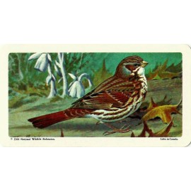 RED ROSE TEA CARD, SERIES: CANADIAN/AMERI