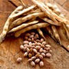 caliberworks 30 Pinto Bean Seeds | Non-GMO, For Planting Bush Shell Beans Spanish Pea