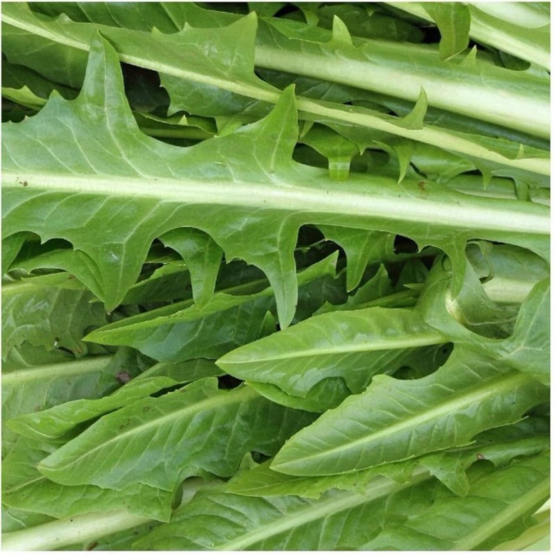 Southeast Seeds Catalogna Emerald Endive Seeds, NON-GMO, Chicory, Italian Dandelion,