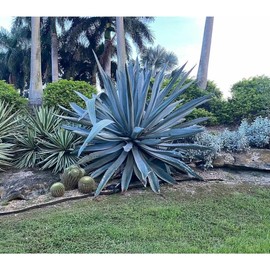 Super Blue Agave Americana, Century Plant - Size: 6in Pot, 6-12in