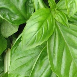 Organic Basil, Genovese - 1 OZ ~16,000 Seeds - Non-GMO, Open Pollinated, Heirloom, Culinary Herb Gardening & Microgreens Seeds