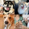 ZHEJIA ペット シリンジ プラスチックシリンジ （6本セット） 犬 猫 給水 給食 20ml