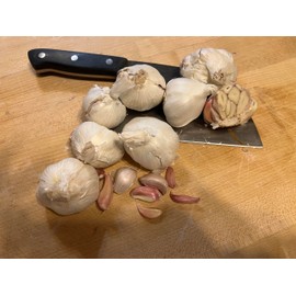 Non GMO Garlic Bulbs for Planting Or Eating 7 Pack (apprx 50-70 Cloves for Planting)