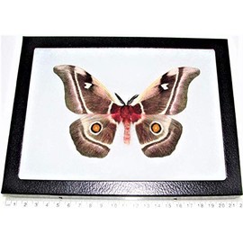 BicBugs Bunea aslauga Pink Saturn Moth Madagascar Framed