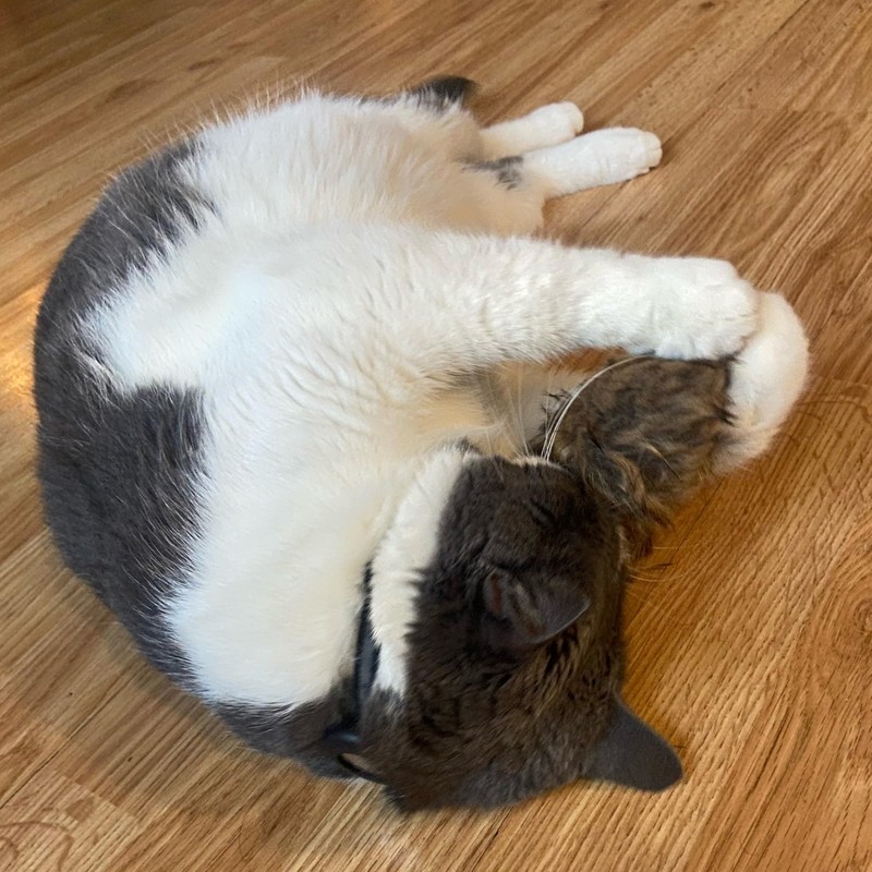 SPOT Shaggy Plush Giant Mouse - Cat Toy, Fuzzy Mice