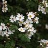balm wild rose