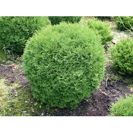 Arborvitae Little Giant | 3 Extra Large 3 Gallon Plants | Compact & Dense Evergreen, Ideal for Small Spaces, Borders & Landscape Accents, Hardy, Low-Maintenance & Resilient Outdoor Plant