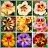 50 Pcs Nasturtium (Tropaeolum Nanum) Flower Seeds for Home Garden