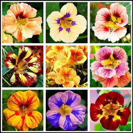 50 Pcs Nasturtium (Tropaeolum Nanum) Flower Seeds for Home Garden Decor