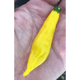 Aji Lemon Drop Limon Kellu Uchu Chile Heirloom Pepper Premium Seed Packet + More