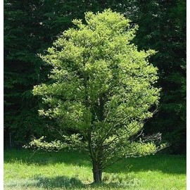 50 Black Alder Tree Seeds, Alnus Glutinosa