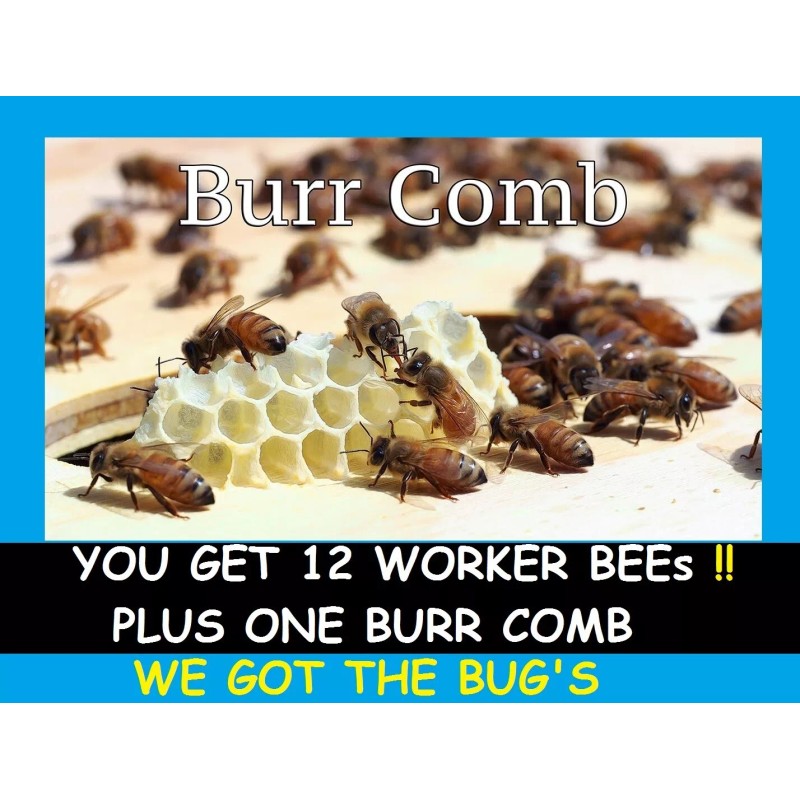 Freshly Dried Real USA Honeybee Natural Honeycomb + 12 Free
