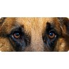 German Shepherd Eyes Photo License Plate
