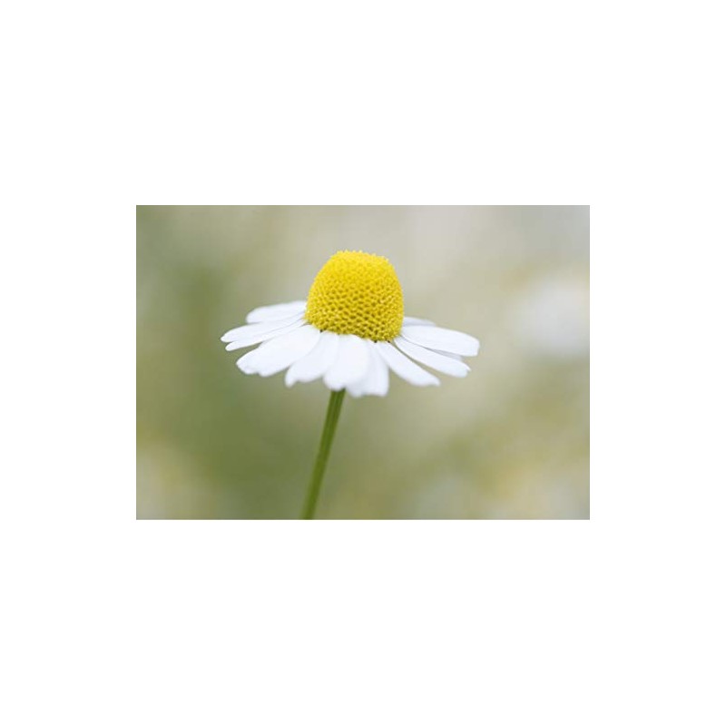 KAMITSUREN Body Milk 150ml