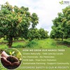 40 Natural Mango Leaf Tea Bags, 100% Pure from Mango