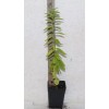 Manasota Permaculture 14'' Tall Live Kei Apple Seedling (Dovyalis Caffra)