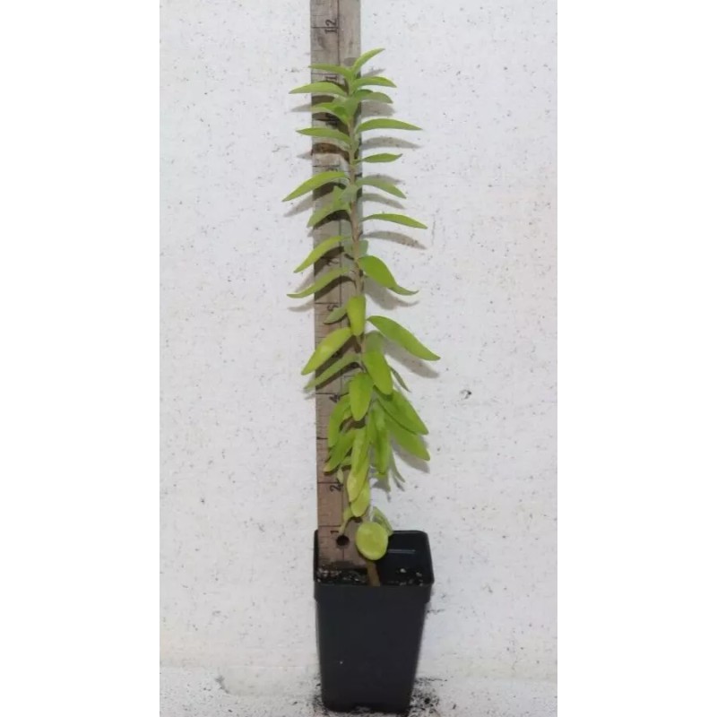 Manasota Permaculture 14'' Tall Live Kei Apple Seedling (Dovyalis Caffra)