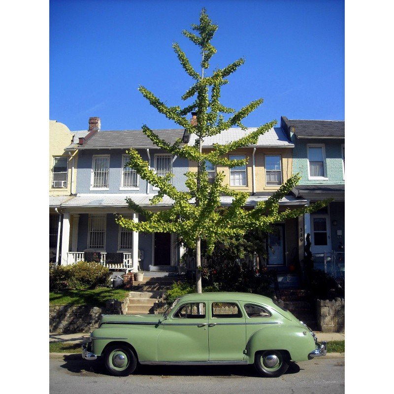 The Jonsteen Company Jurassic Ginkgo Tree | Seed Grow Kit