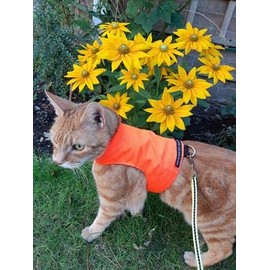 Mynwood Cat Jacket/Harness High Visability Fabrics for Kittens or Adult Cats (High Viz Orange, Adult Cat)
