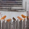 JYUECIAN Birds Garden Stake 4 Rust Decorative Garden Decoration for