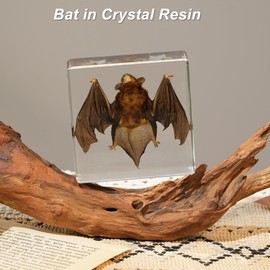 Bat Taxidermy in Resin Specimen Set for Science Education Classroom, Taxidermy Bat Collection,Oddities Animal Gift,Biology Home Décor Office Paperweight Bat in Resin (Bat)