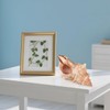 Giant Natural Conch Shell, Striped Fox Conch Seashell 6 inches,