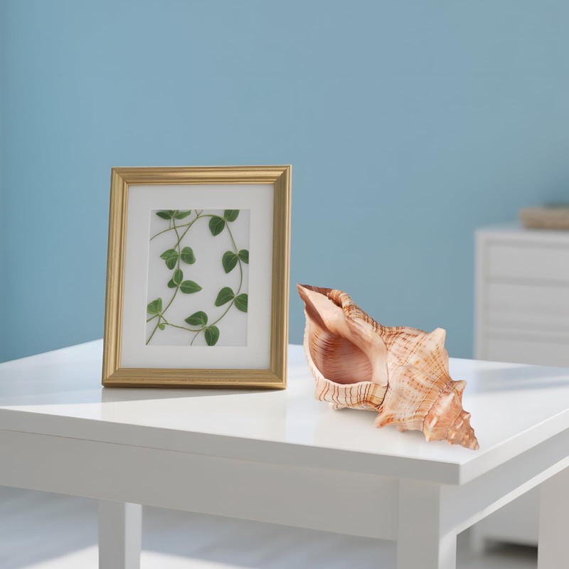Giant Natural Conch Shell, Striped Fox Conch Seashell 6 inches,
