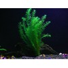 Anacharis and Hornwort Bundle for Ponds and Aquariums