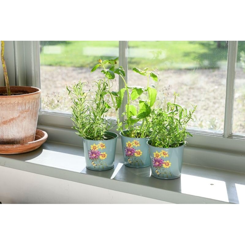 Burgon & Ball RHS Gift Herb Pots Asteraceae