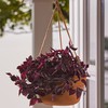 Bloem Dura Cotta Self Watering Hanging Basket Planter 12" Terra
