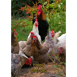Chicken Birthday Card