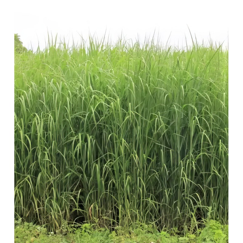 Hale Habitat & Seed RC Sundance Switchgrass Native Grass Seed,