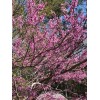15+ seeds, Eastern Redbud (Cercis canadensis), Native Coastal SC
