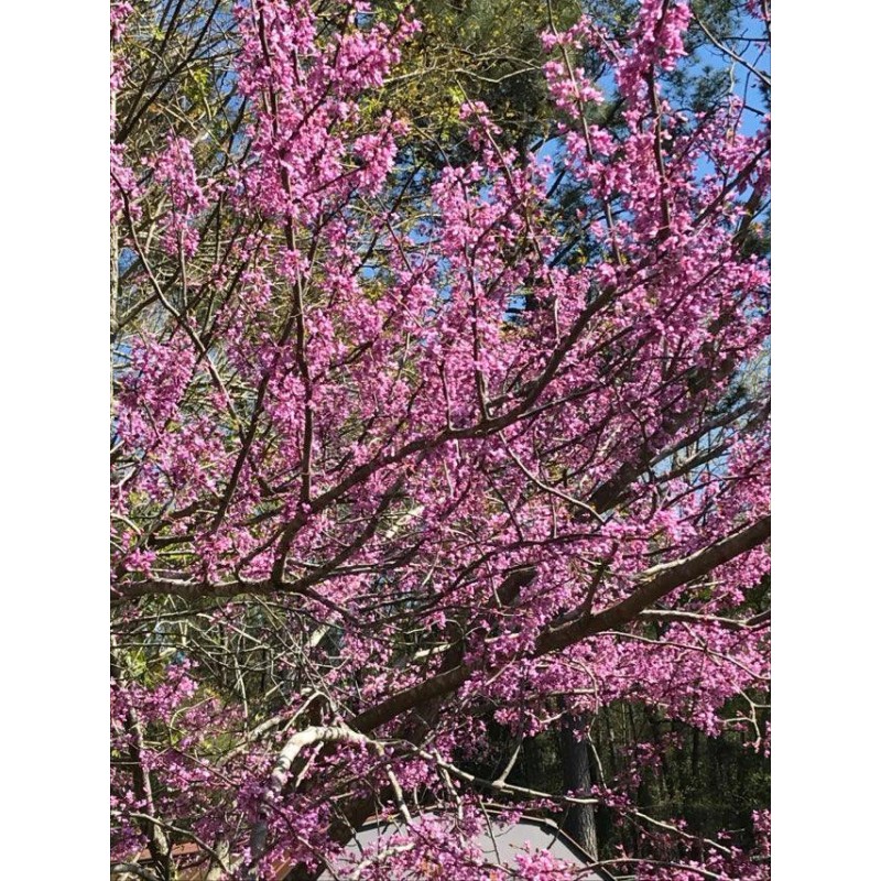 15+ seeds, Eastern Redbud (Cercis canadensis), Native Coastal SC