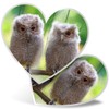 2 x Heart Stickers 7.5 cm - Cute Baby Owls