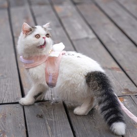 Correa de Arnés para Chaleco de Gato, Pechera para Gato Correa para Gato para Caminar, Arneses de Chaleco Ajustables Suaves a Prueba de Escape para Gatos Medianos Grandes (XL (5,5‑8,8 libras))