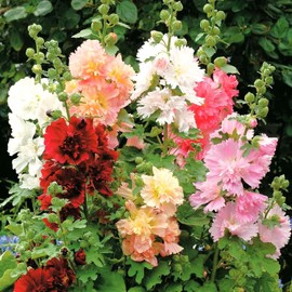 TomorrowSeeds - Summer Carnival Hollyhocks Seeds - 150+ Count Packet - for 2025 Planting Garden Seed Alcea Rosea Mixed Colors Cottage