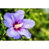 Flower Seeds 100 + Seeds Double Color Hibiscus Seeds Hardy
