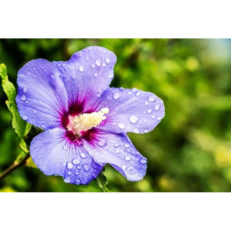Flower Seeds 100 + Seeds Double Color Hibiscus Seeds Hardy