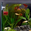 WEAVERBIRD Cone Red Worm Feeder Acrylic V-Shape Shrimp Fish Tank