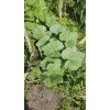 sunshine seed company Butternut Squash - Seeds - Organic -