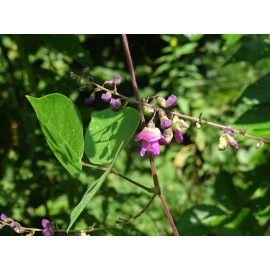 Phaseolus polystachios Thicket Bean 10 seeds from 2024 Native perennial bean