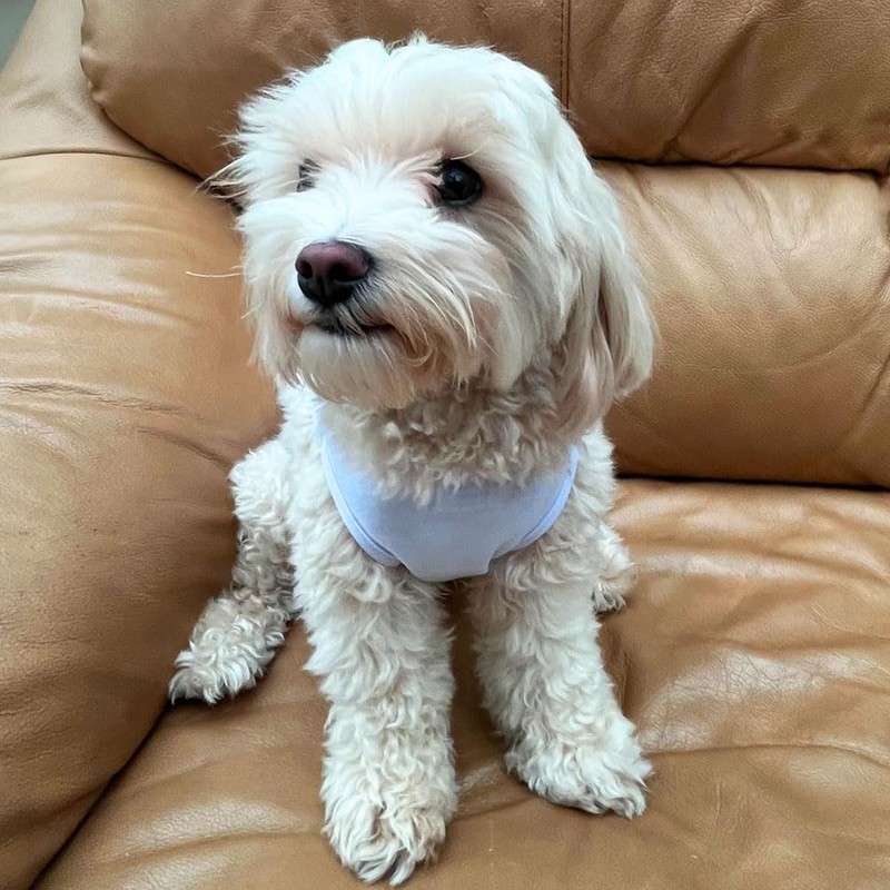 'Mama Bear' Pet Dog/Cat T-Shirt (PT00152236)