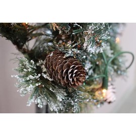 NorthWood Distributing Pinecones - Premium Fragrance Oil for Soap, Diffuser, Candle Fragrance Oil, Lotion, Body Scrub, Body Butter, Aromatherapy - 4 Fl Oz