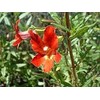 Sticky Monkeyflower, Flower Essence 30ml Dosage Prepared from FES Stock